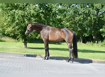 Oldenbourg, Jument, 4 Ans, 167 cm, Bai
