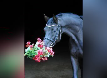 Oldenbourg, Jument, 4 Ans, 167 cm, Noir