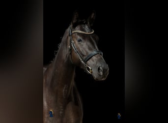 Oldenbourg, Jument, 4 Ans, 167 cm, Noir