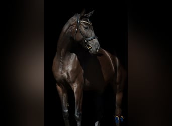 Oldenbourg, Jument, 4 Ans, 167 cm, Noir