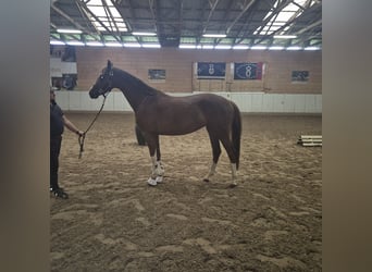 Oldenbourg, Jument, 4 Ans, 168 cm, Alezan brûlé