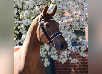 Oldenbourg, Jument, 4 Ans, 168 cm, Alezan