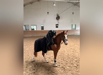 Oldenbourg, Jument, 4 Ans, 168 cm, Alezan