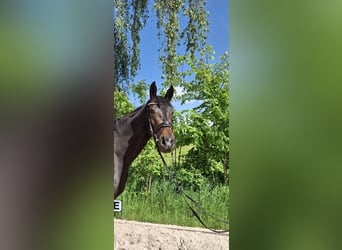 Oldenbourg, Jument, 4 Ans, 168 cm, Bai brun