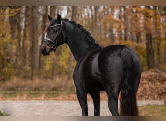 Oldenbourg, Jument, 4 Ans, 168 cm, Bai brun foncé