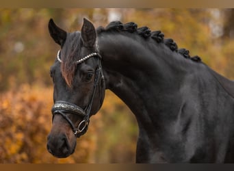 Oldenbourg, Jument, 4 Ans, 168 cm, Bai brun foncé