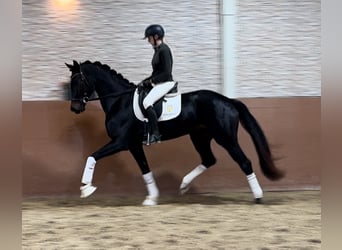 Oldenbourg, Jument, 4 Ans, 168 cm, Bai brun foncé