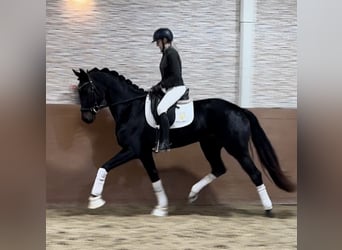 Oldenbourg, Jument, 4 Ans, 168 cm, Bai brun foncé