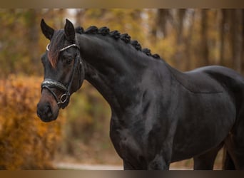 Oldenbourg, Jument, 4 Ans, 168 cm, Bai brun foncé