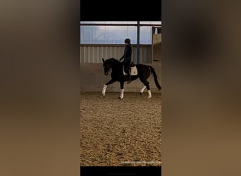 Oldenbourg, Jument, 4 Ans, 168 cm, Bai brun foncé