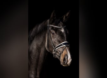 Oldenbourg, Jument, 4 Ans, 168 cm, Bai brun foncé