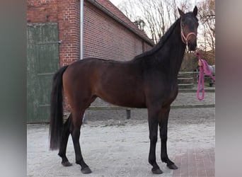 Oldenbourg, Jument, 4 Ans, 168 cm, Bai brun foncé