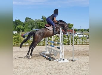 Oldenbourg, Jument, 4 Ans, 168 cm, Bai brun foncé