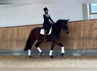 Oldenbourg, Jument, 4 Ans, 168 cm, Bai