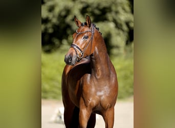 Oldenbourg, Jument, 4 Ans, 168 cm, Bai