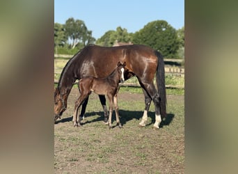 Oldenbourg, Jument, 4 Ans, 168 cm, Bai