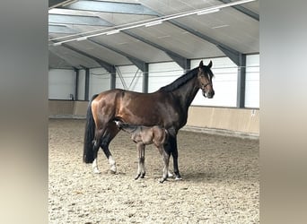Oldenbourg, Jument, 4 Ans, 168 cm, Bai