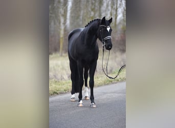 Oldenbourg, Jument, 4 Ans, 168 cm, Noir