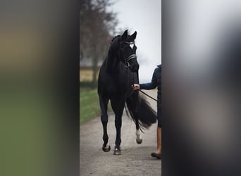 Oldenbourg, Jument, 4 Ans, 168 cm, Noir