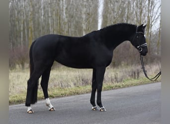 Oldenbourg, Jument, 4 Ans, 168 cm, Noir