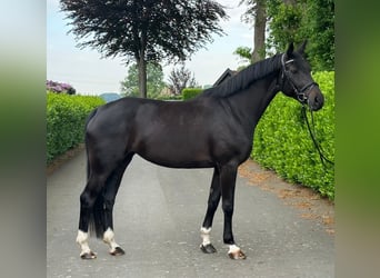 Oldenbourg, Jument, 4 Ans, 168 cm, Noir