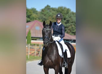 Oldenbourg, Jument, 4 Ans, 168 cm, Noir