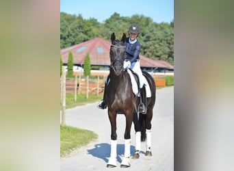 Oldenbourg, Jument, 4 Ans, 168 cm, Noir