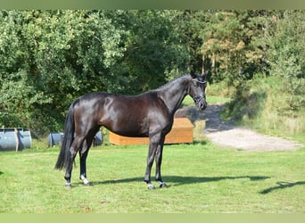 Oldenbourg, Jument, 4 Ans, 168 cm, Noir