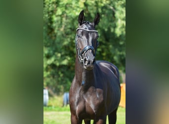 Oldenbourg, Jument, 4 Ans, 168 cm, Noir