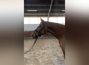 Oldenbourg, Jument, 4 Ans, 169 cm, Alezan