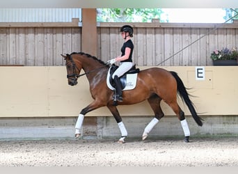 Oldenbourg, Jument, 4 Ans, 169 cm, Bai