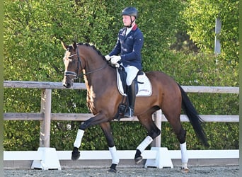 Oldenbourg, Jument, 4 Ans, 169 cm, Bai
