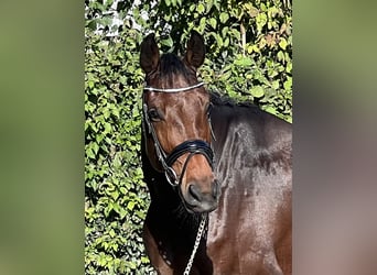 Oldenbourg, Jument, 4 Ans, 169 cm, Bai