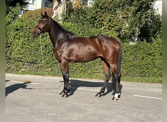 Oldenbourg, Jument, 4 Ans, 169 cm, Bai