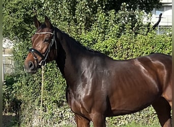 Oldenbourg, Jument, 4 Ans, 169 cm, Bai