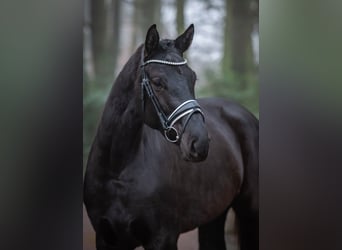 Oldenbourg, Jument, 4 Ans, 169 cm, Noir