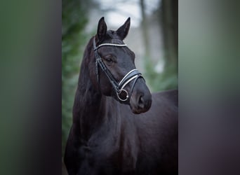 Oldenbourg, Jument, 4 Ans, 169 cm, Noir