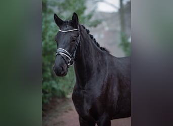 Oldenbourg, Jument, 4 Ans, 169 cm, Noir