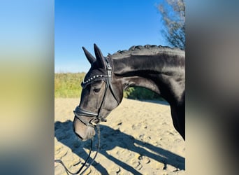 Oldenbourg, Jument, 4 Ans, 169 cm, Noir