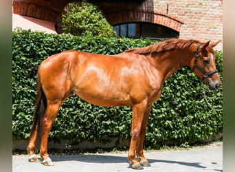 Oldenbourg, Jument, 4 Ans, 170 cm, Alezan