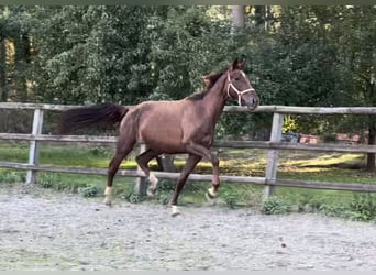 Oldenbourg, Jument, 4 Ans, 170 cm, Alezan