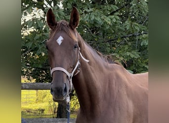 Oldenbourg, Jument, 4 Ans, 170 cm, Alezan
