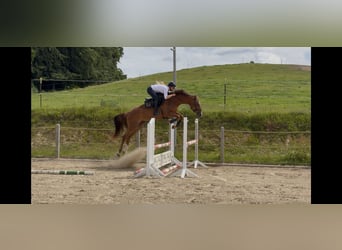 Oldenbourg, Jument, 4 Ans, 170 cm, Alezan