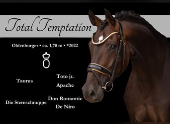 Oldenbourg, Jument, 4 Ans, 170 cm, Bai brun