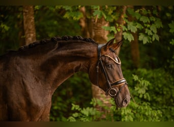 Oldenbourg, Jument, 4 Ans, 170 cm, Bai brun