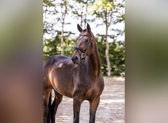 Oldenbourg, Jument, 4 Ans, 170 cm, Bai brun
