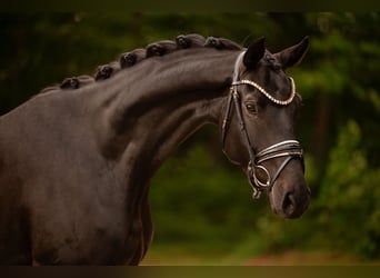 Oldenbourg, Jument, 4 Ans, 170 cm, Bai brun foncé