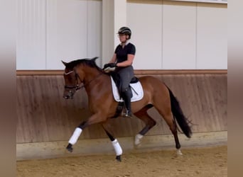 Oldenbourg, Jument, 4 Ans, 170 cm, Bai