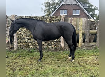 Oldenbourg, Jument, 4 Ans, 170 cm, Noir