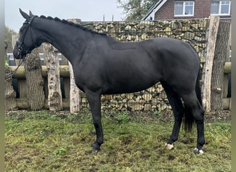 Oldenbourg, Jument, 4 Ans, 170 cm, Noir